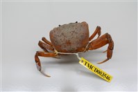 藏品(顯著表方蟹)的圖片